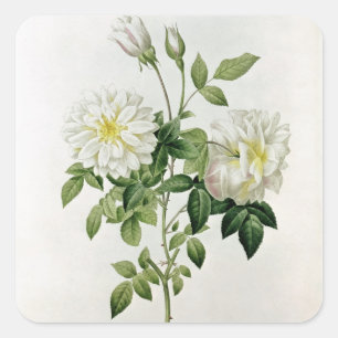 Pegatina Cuadrada Aime Vibere grabado por Eustache Hyacinthe