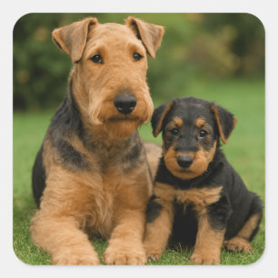 Pegatina Cuadrada Airedale Terrier Con Cachorro