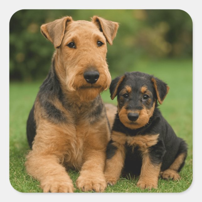 Pegatina Cuadrada Airedale Terrier Con Cachorro (Anverso)