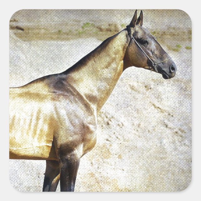 Pegatina Cuadrada Akhal-teke (Anverso)