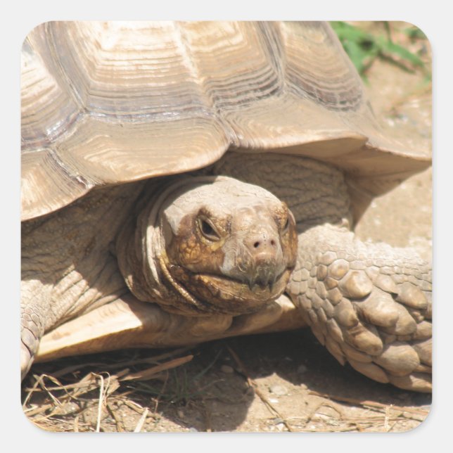 Pegatina Cuadrada Ala Aldabra (Anverso)