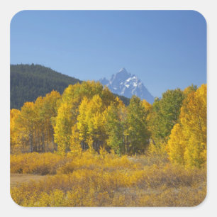 Pegatina Cuadrada Álamos con la cordillera Teton