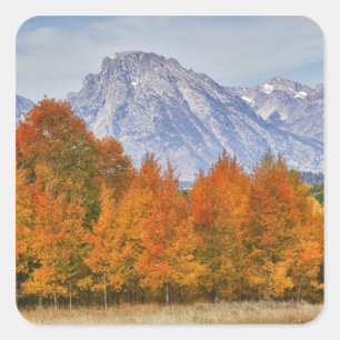 Pegatina Cuadrada Álamos con la cordillera Teton