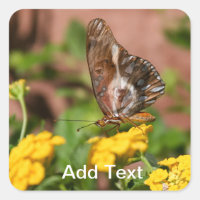 Alas monarcas - Pegatinas de perros y mariposas