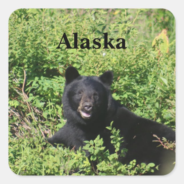 Pegatina Cuadrada Alaska - Oso negro en los arbustos de Berry (Anverso)