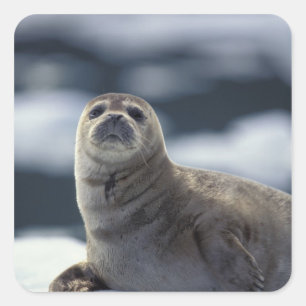 Pegatina Cuadrada Alaska, región sureste Foca común en hielo