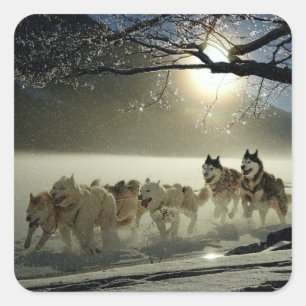 Pegatina Cuadrada Alaskan Husky Dog Sled Race