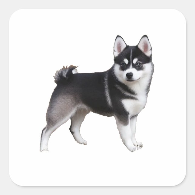 Pegatina Cuadrada Alaskan Klee Kai (Anverso)