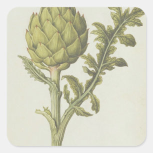 Pegatina Cuadrada Alcachofa: Scolymus del Cynara, c.1568