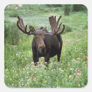 Pegatina Cuadrada Alce macho Alces alces) en flores silvestres,