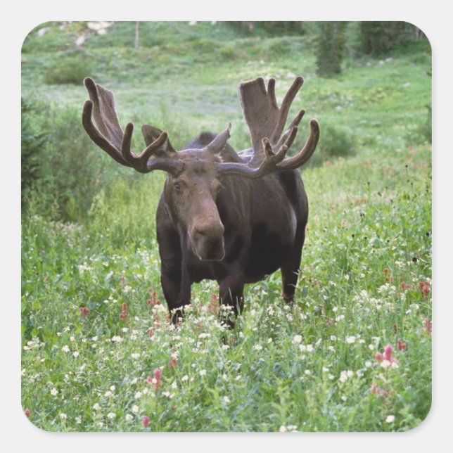 Pegatina Cuadrada Alce macho Alces alces) en flores silvestres, (Anverso)