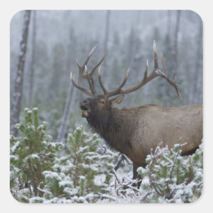 Pegatina Cuadrada Alce macho en la nieve llamando, bramando, Yellows