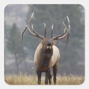 Pegatina Cuadrada Alce macho haciendo sonar el clarín, Yellowstone N