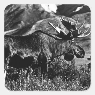Pegatina Cuadrada Alce macho vintage USA Alaska 1970