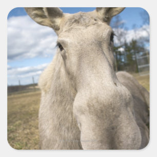 Pegatina Cuadrada Alces en un campo, Suecia