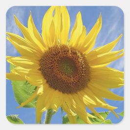 Pegatina Cuadrada Alegre girasol en el cielo