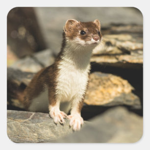 Pegatina Cuadrada Alert Weasel