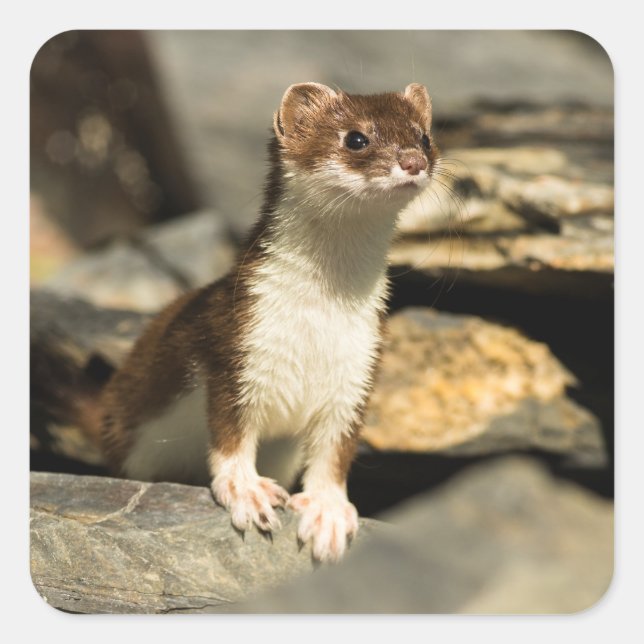 Pegatina Cuadrada Alert Weasel (Anverso)