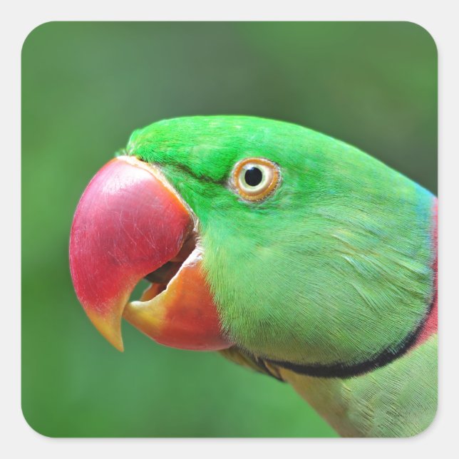Pegatina Cuadrada Alexandrine Parakeet (Anverso)