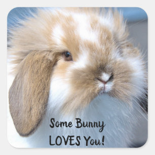 Pegatina Cuadrada Algunos conejitos te aman - Fluffy Holland Lop