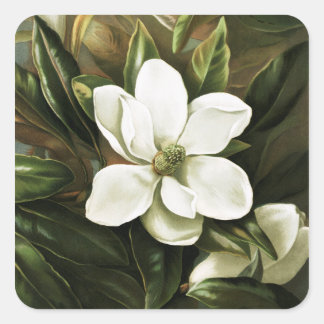 Pegatina Cuadrada Alicia H. Laird: Magnolia Grandflora