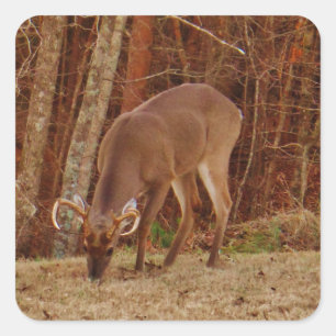 Pegatina Cuadrada Alimento de ciervos de buck de camuflaje rojo