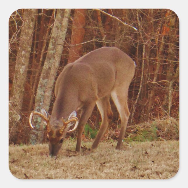 Pegatina Cuadrada Alimento de ciervos de buck de camuflaje rojo (Anverso)