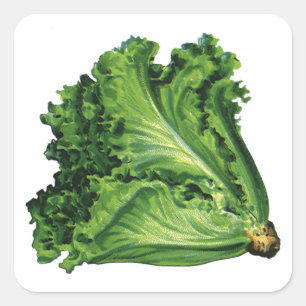 Pegatina Cuadrada Alimentos Antiguos, Verduras de Lechuga de Hoja Ve