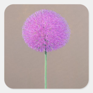 Pegatina Cuadrada Alium