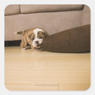 Pegatina Cuadrada almohada de cachorro de Bulldog en inglés