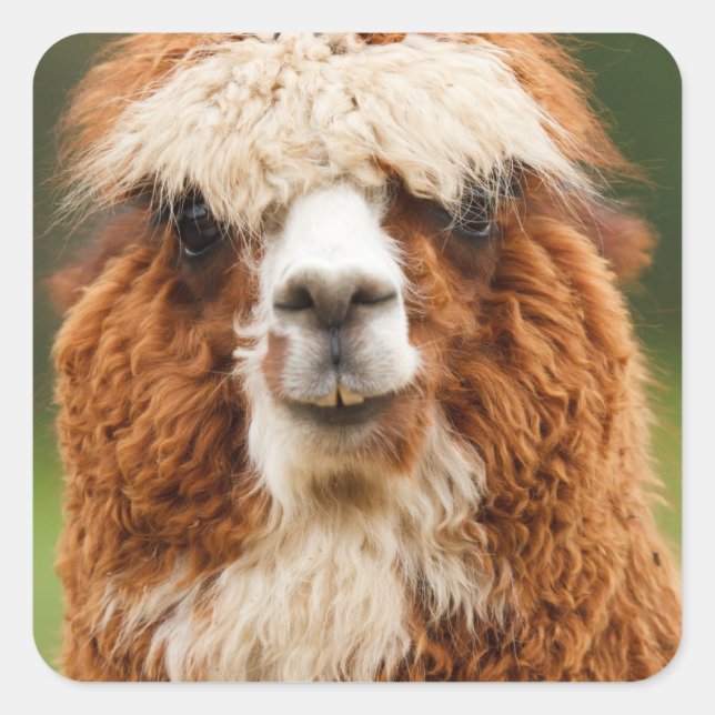 Pegatina Cuadrada Alpaca (Anverso)