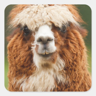 Pegatina Cuadrada Alpaca