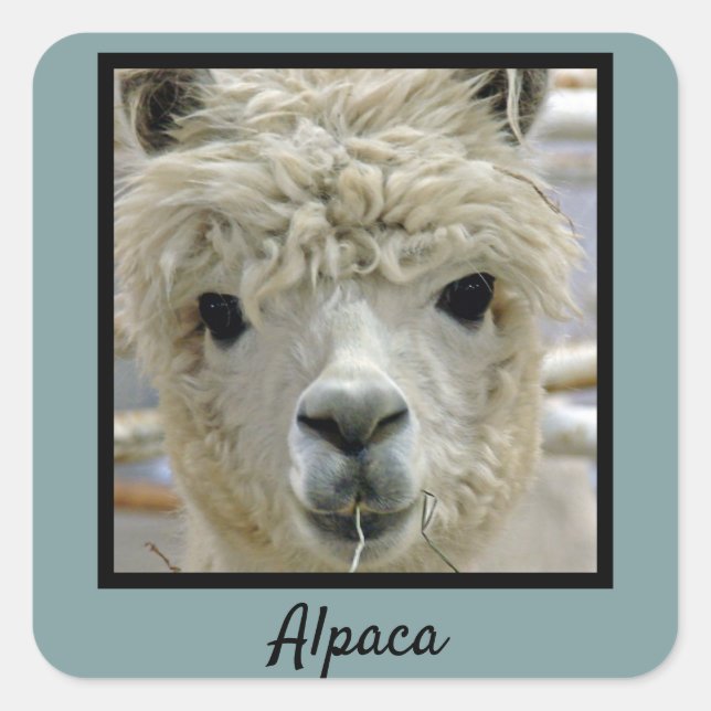 Pegatina Cuadrada Alpaca (Anverso)