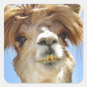Pegatina Cuadrada Alpaca con pelo loco