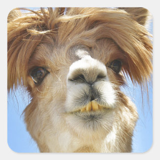 Pegatina Cuadrada Alpaca con pelo loco