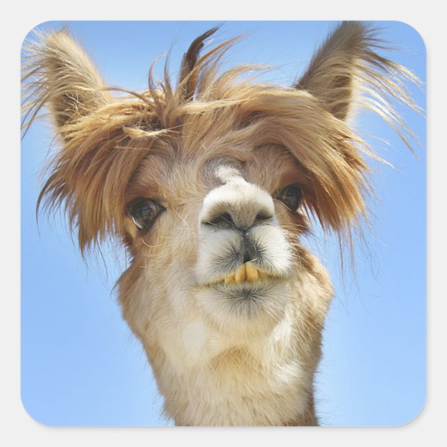 Pegatina Cuadrada Alpaca con pelo loco (Anverso)