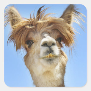 Pegatina Cuadrada Alpaca con pelo loco