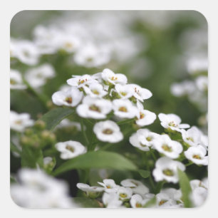Pegatina Cuadrada Alyssum blanco transparente
