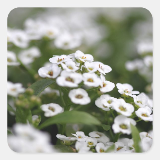 Pegatina Cuadrada Alyssum blanco transparente (Anverso)