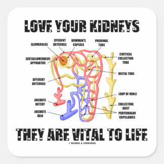 Pegatina Cuadrada Ama Tus Riñones Son Vitales Para La Vida (Nephron)