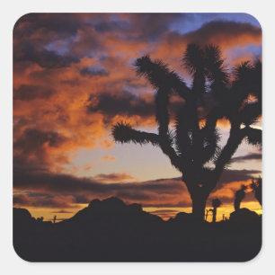 Pegatina Cuadrada Amanecer Espectacular en Joshua Tree National