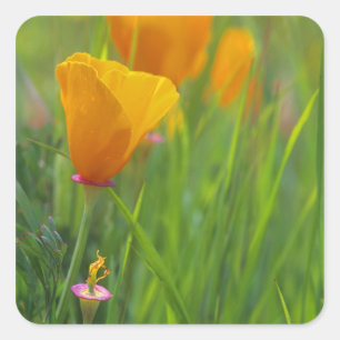 Pegatina Cuadrada Amapolas doradas de California en un campo verde