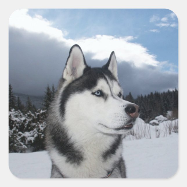 Pegatina Cuadrada Amar a los Pegatinas siberianos Husky Puppy Dog sa (Anverso)