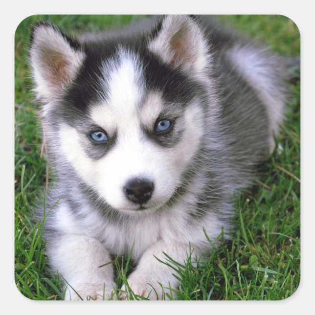 Pegatina Cuadrada Amar a los Pegatinas siberianos Husky Puppy Dog sa (Anverso)