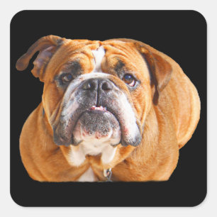 Pegatina Cuadrada Amar la cara de perro del Bulldog inglés - mascota
