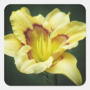 Pegatina Cuadrada Amarillo de caracol - Diurna