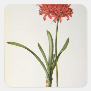 Pegatina Cuadrada Amaryllis Curvifolia, 1809, del ` Les