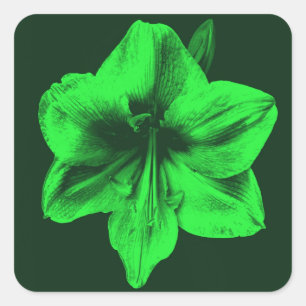 Pegatina Cuadrada Amaryllis verde