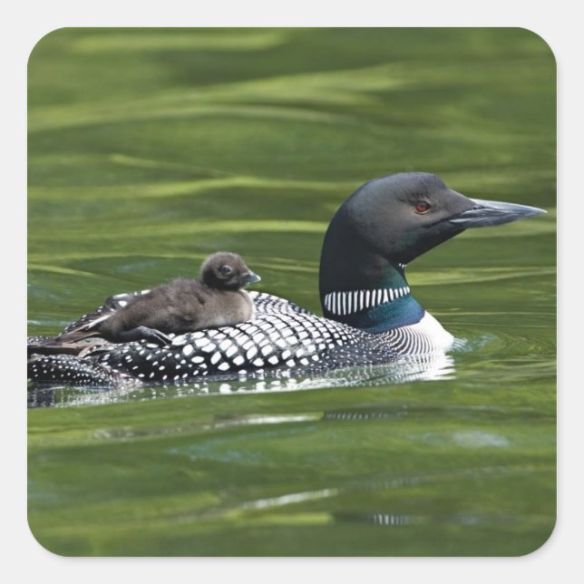 Pegatina Cuadrada América del Norte, Canadá, Columbia Británica, Lac (Anverso)