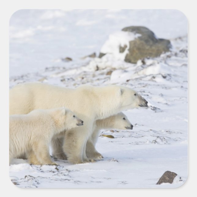 Pegatina Cuadrada América del Norte, Canadá, Manitoba, Churchill (Anverso)